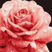 Картина за номерами "Ідейка" /KHO3236/ "Досконала троянда" 40*40см