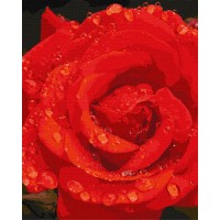 Картина за номерами "Ідейка" /KHO3207/ "Троянда в діамантах" 40*50см